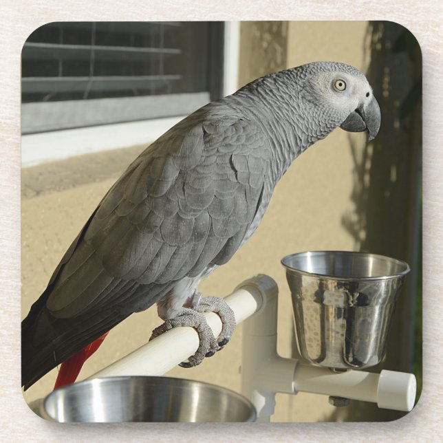 Elegant Congo African Gray Parrot on Stand Beverage Coaster (Front)