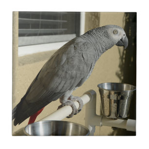 Elegant Congo African Grey Parrot on Stand Ceramic Tile