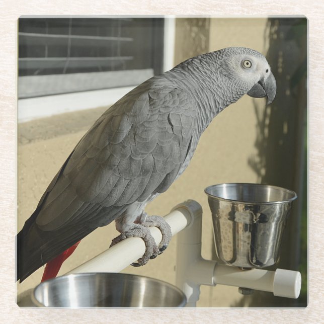 Elegant Congo African Grey Parrot on Stand Glass Coaster (Front)
