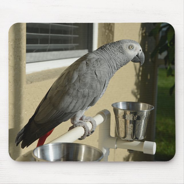 Elegant Congo African Grey Parrot on Stand Mouse Pad (Front)
