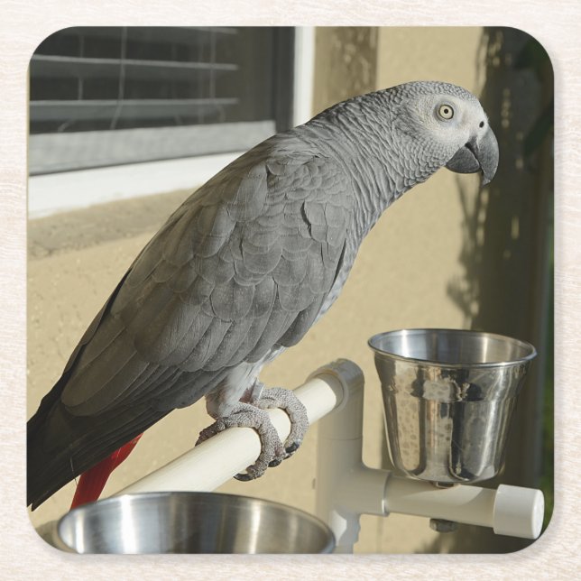 Elegant Congo African Grey Parrot on Stand Square Paper Coaster (Front)