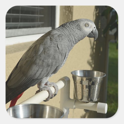 Elegant Congo African Grey Parrot on Stand Square Sticker