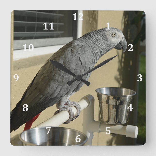 Elegant Congo African Grey Parrot on Stand Square Wall Clock (Front)