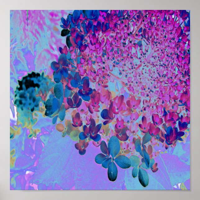 Elegant Dark Blue and Magenta Limelight Hydrangea Poster (Front)