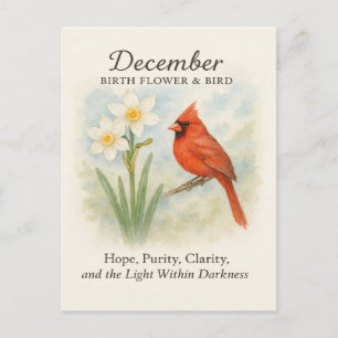 Elegant December Scripture Christian Cardinal  Postcard