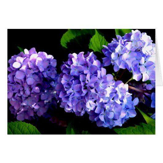 Elegant deep purple floral flowers  hydrangea (Front Horizontal)
