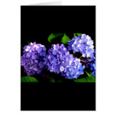 Elegant deep purple floral flowers  hydrangea (Front)