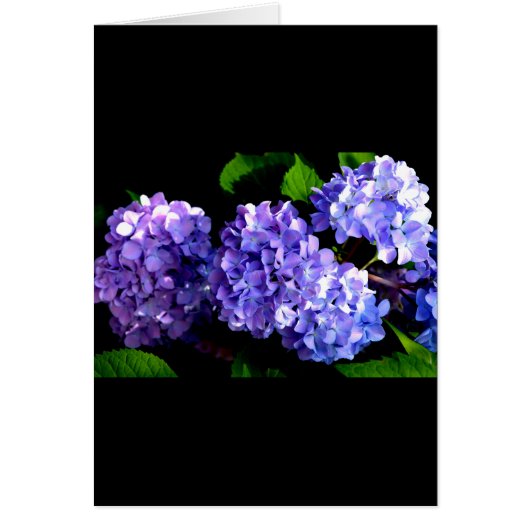 Elegant deep purple floral flowers  hydrangea cards (Front)
