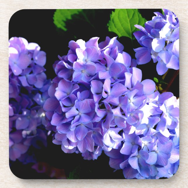 Elegant deep purple floral flowers  hydrangea coaster (Front)