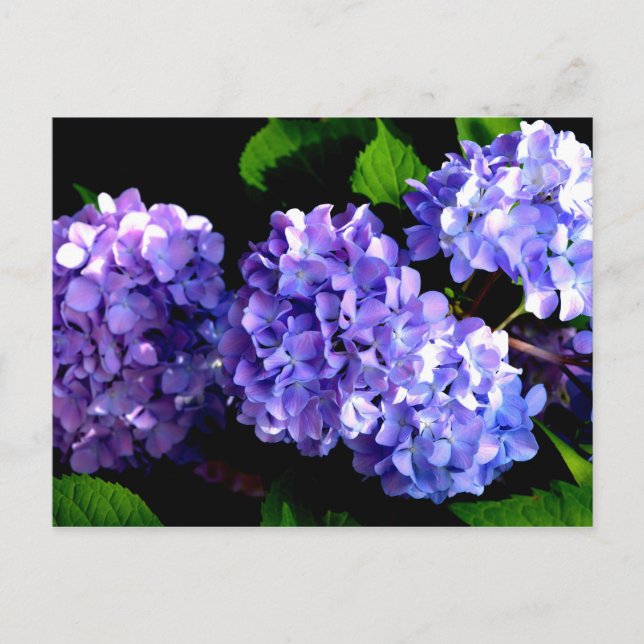 Elegant deep purple florals periwinkle hydrangeas postcard (Front)