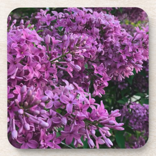 Elegant deep purple magenta florals flowers lilacs beverage coaster