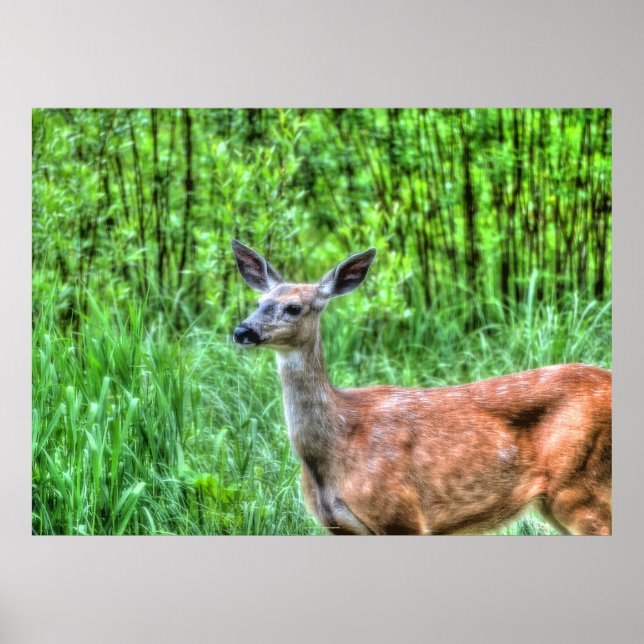 Elegant Doe Female Deer Wildlife Photo Poster (Front)