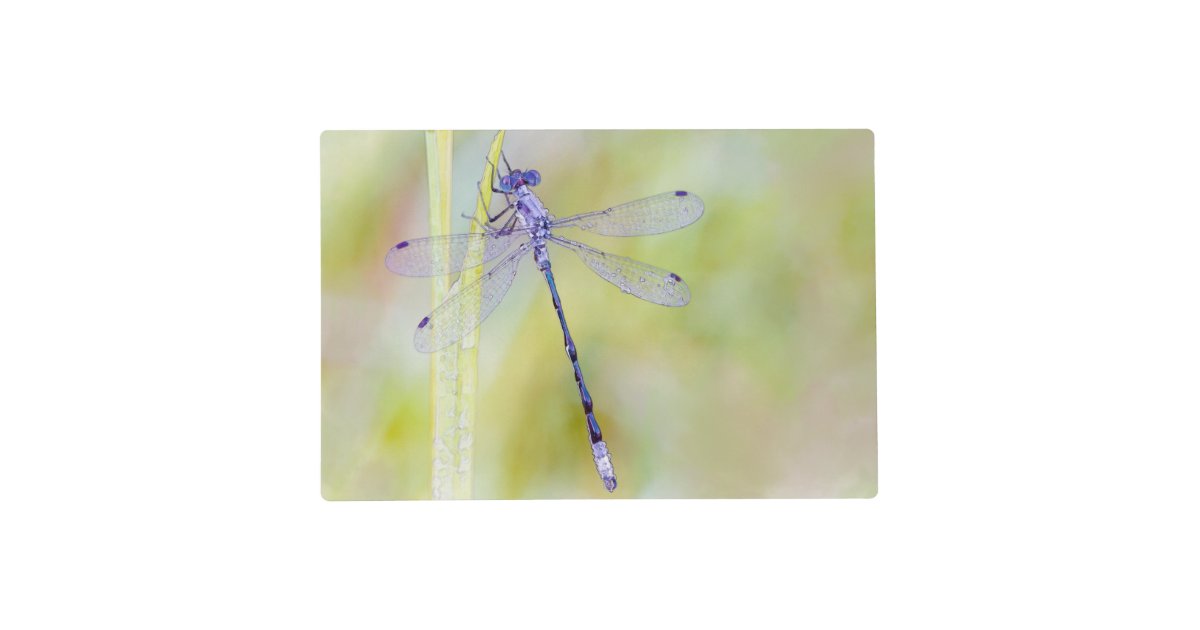 Elegant Dragonfly Watercolor Painting Placemat Zazzle Com