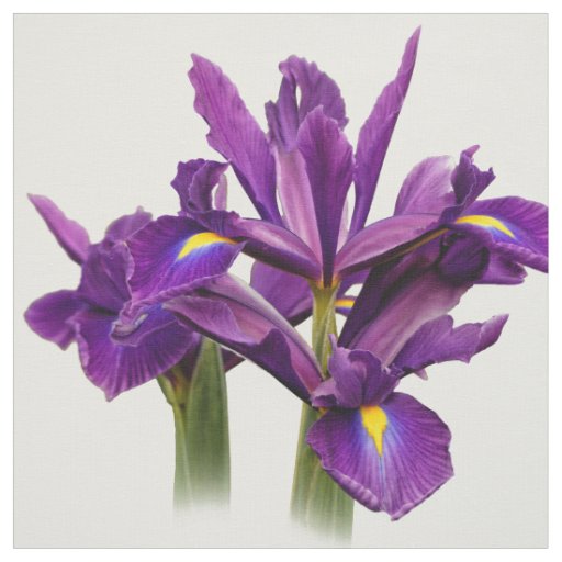 Elegant Dutch Iris Purple Sensation Fabric