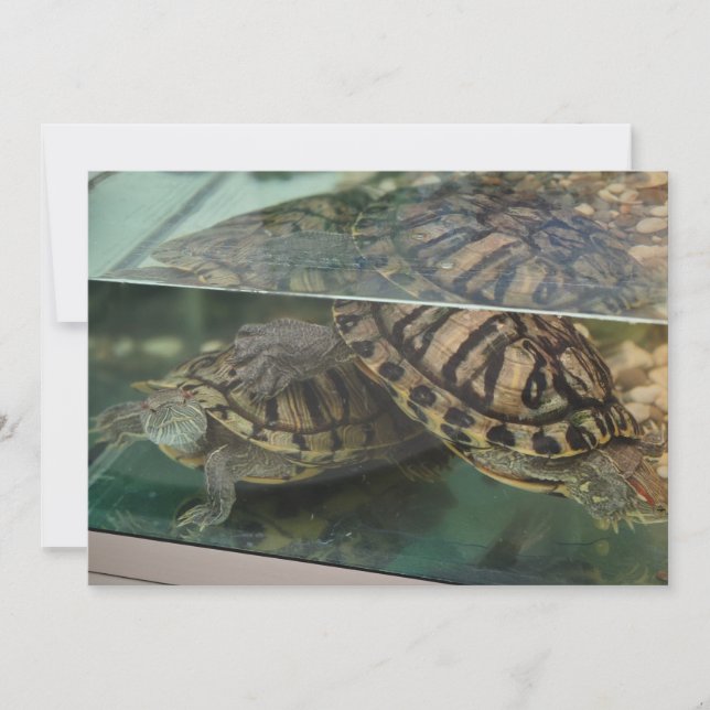 Elegant Earthy Turtles Water Reflection Card (Front)
