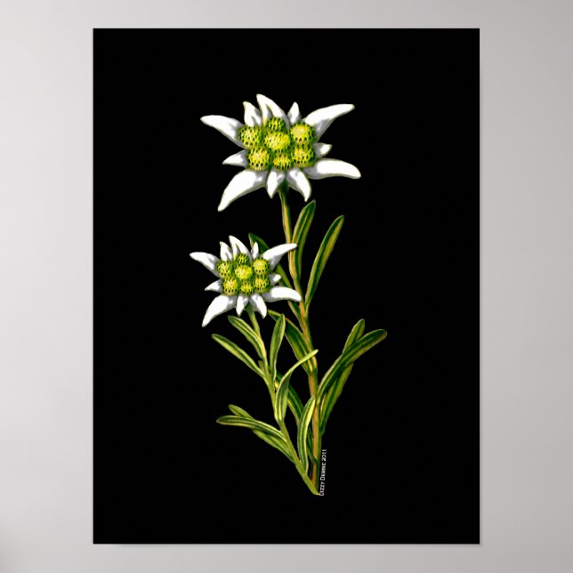 Elegant Edelweiss Artwork Print (Front)