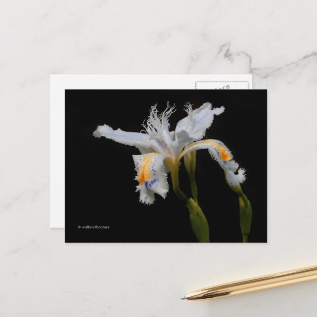Elegant Floral Crested Iris Shaga Postcard (Front/Back In Situ)