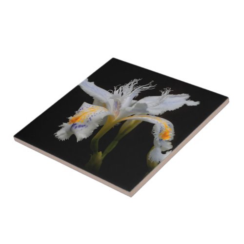 Elegant Floral Crested Shaga Japanese Iris Ceramic Tile