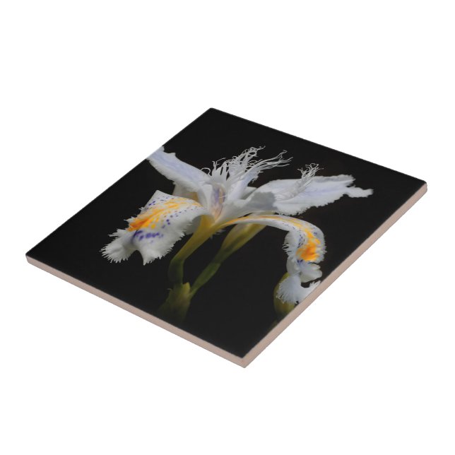 Elegant Floral Crested Shaga Japanese Iris Ceramic Tile (Side)