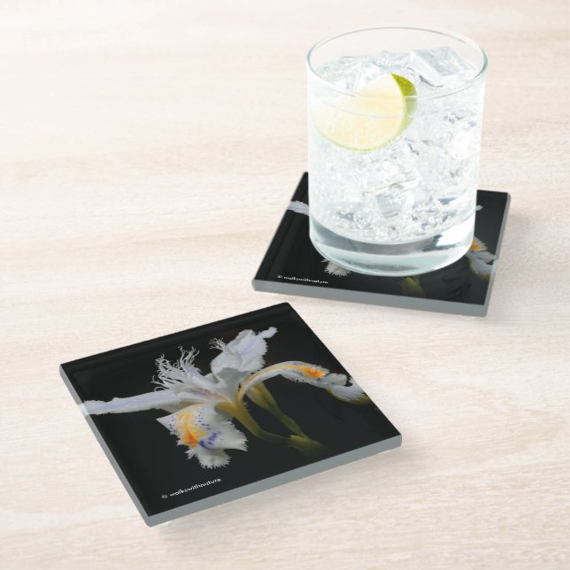 Elegant Floral Crested Shaga Japanese Iris Glass Coaster (Angled)
