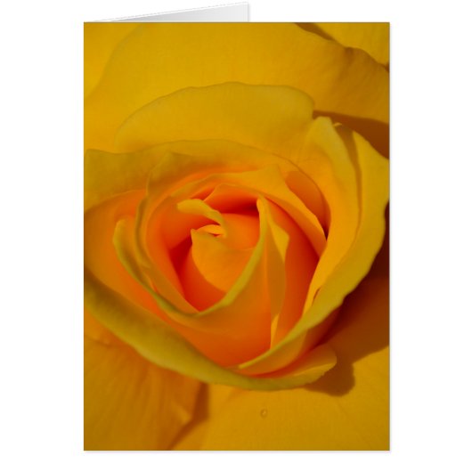 Elegant floral flower Yellow Rose Cards (Front)