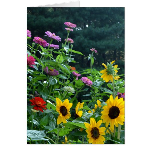 Elegant floral garden sunflowers zinnias daisies (Front)
