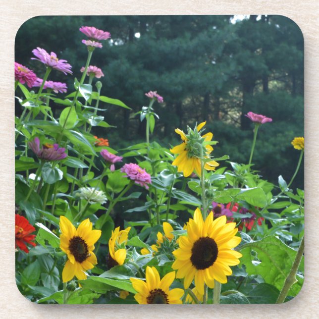 Elegant floral garden sunflowers zinnias daisies  beverage coaster (Front)