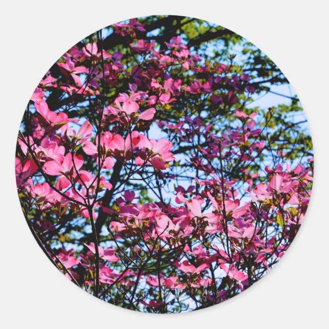 Elegant flowering pink Dogwood tree Classic Round Sticker (Front)