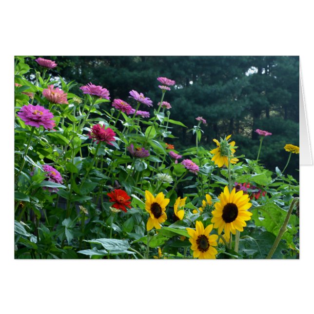 Elegant garden sunflower, daisies, cosmos (Front Horizontal)