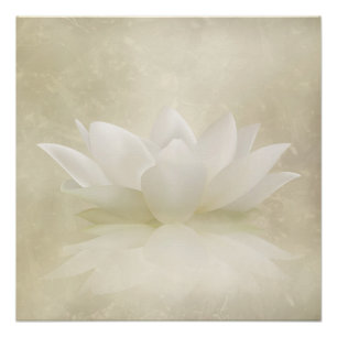 Elegant Gentle White Lotus / Lily flower Poster