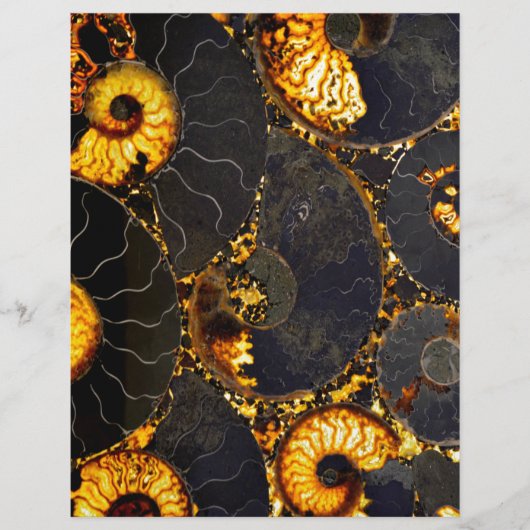 Elegant Golden black Nautilus shell (Front)