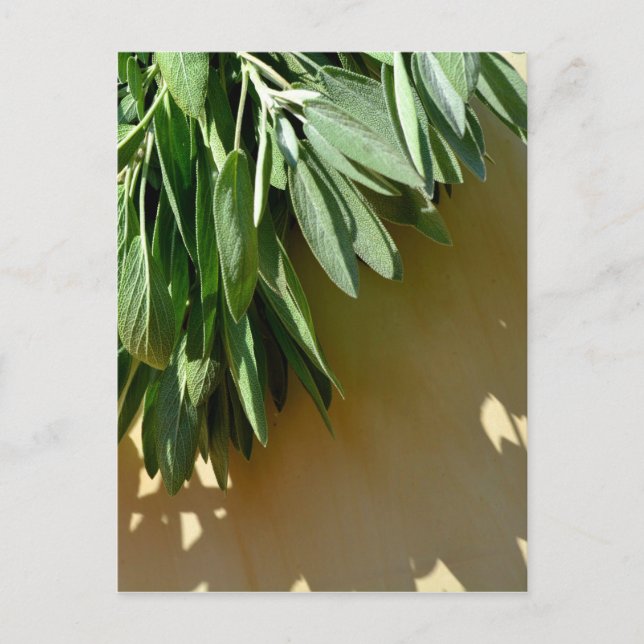 Elegant green botanical leaves Fresh-cut herbs Postcard (Front)