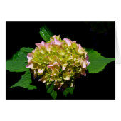 Elegant green yellow pink Hydrangea flowers (Front Horizontal)