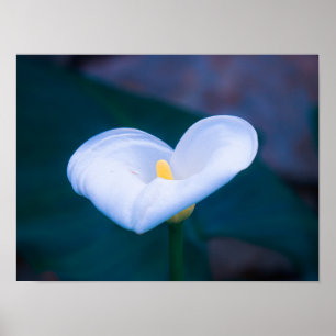 Elegant Heart-Shaped White Calla Lily Poster
