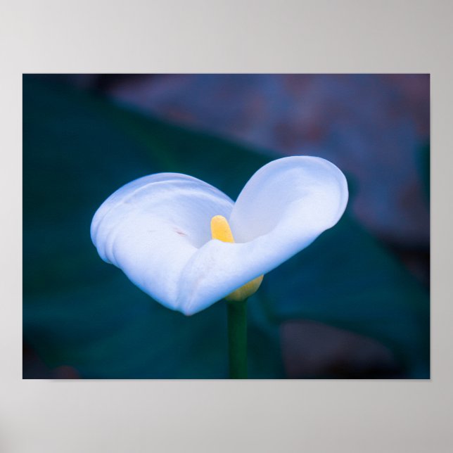 Elegant Heart-Shaped White Calla Lily Poster (Front)