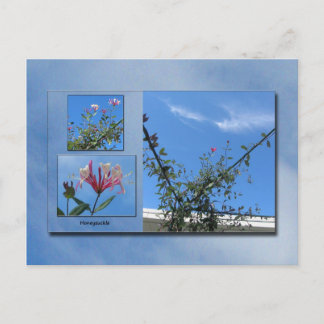 Elegant Honeysuckle Postcard