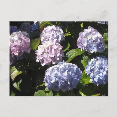 Elegant Hydrangeas Postcard