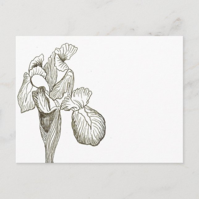Elegant Iris Postcard (Front)