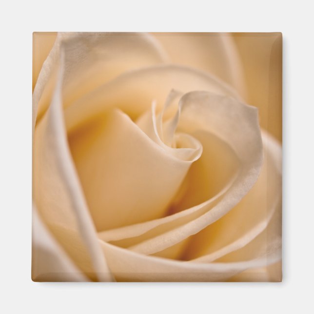 Elegant Ivory Rose Magnet (Front)