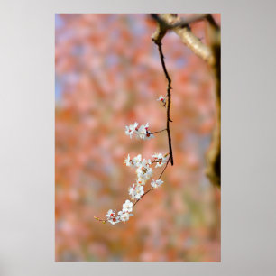 Elegant Japanese Apricot Blossoms Poster