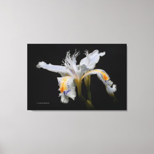 Elegant Japanese Miniature Crested Iris on Black Canvas Print