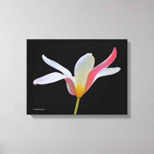 Elegant Lady Tulip White Pink Flowers Canvas Print