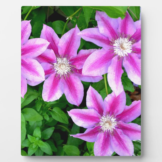 elegant light pink purple florals boho botanical plaque (Front)