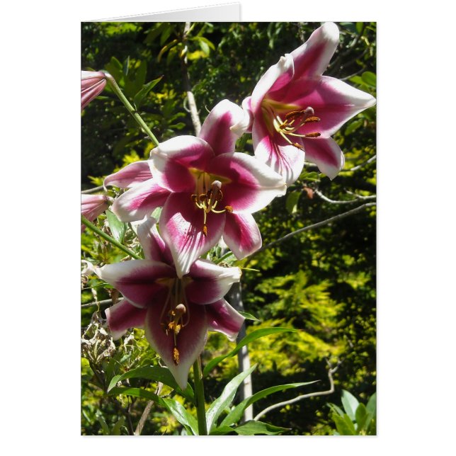 Elegant Lilies Cards (Front)