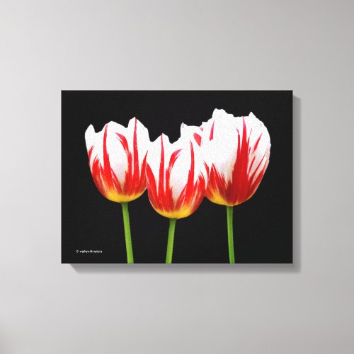 Elegant Maple Leaf Tulips Canvas Print