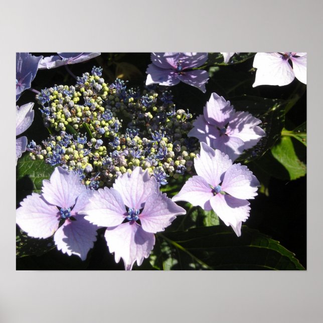 Elegant Mauve Hydrangeas Poster (Front)