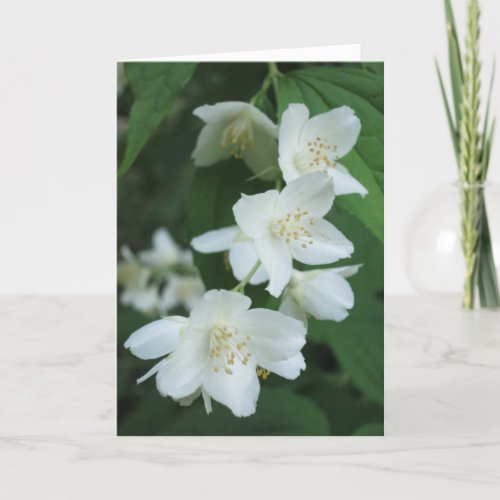 Elegant Modern Jasmine Flowers Photo Sympathy Card