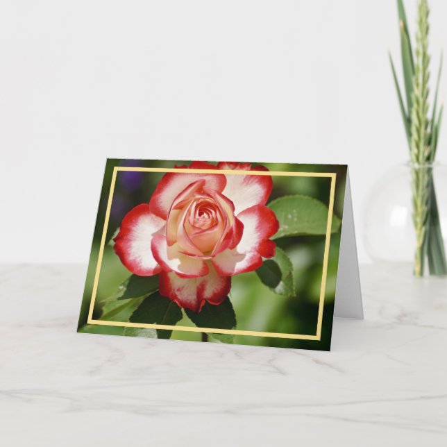 Elegant Modern Red White Rose Flower Golden Frame Card (Front)