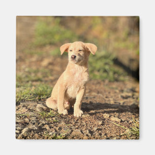 Elegant Modern Rustic Simple Custom Pet Photo Magnet