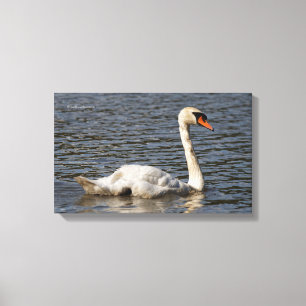 Elegant Mute Swans at Stanley Park Lagoon Canvas Print